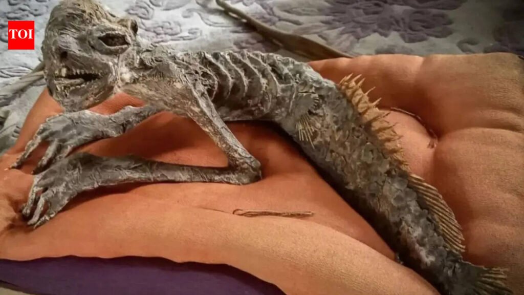 ‘Half-fish, half-human’ Mummified mermaid discovered in Japan with traits linked to rare Kappa folklore artefact |