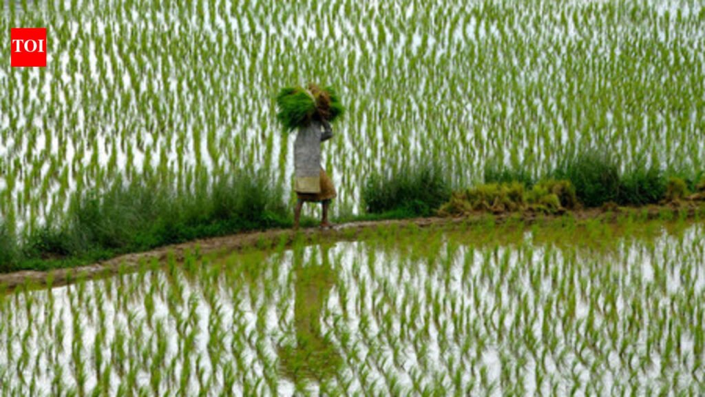 Farmers demand extension of paddy sale registration period | Bhubaneswar News