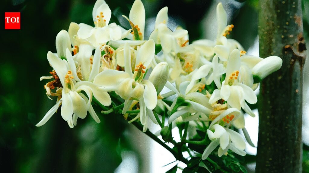 How to grow moringa (sahjan) at home: A simple step-by-step guide |