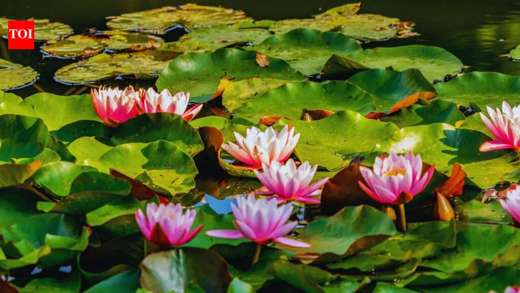 5 sacred flowers of Goddess Lakshmi you must grow at home to attract wealth and prosperity