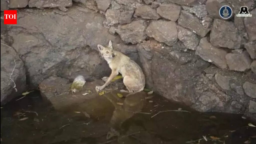 Jackal rescued, but open wells remain danger to wildlife | Pune News