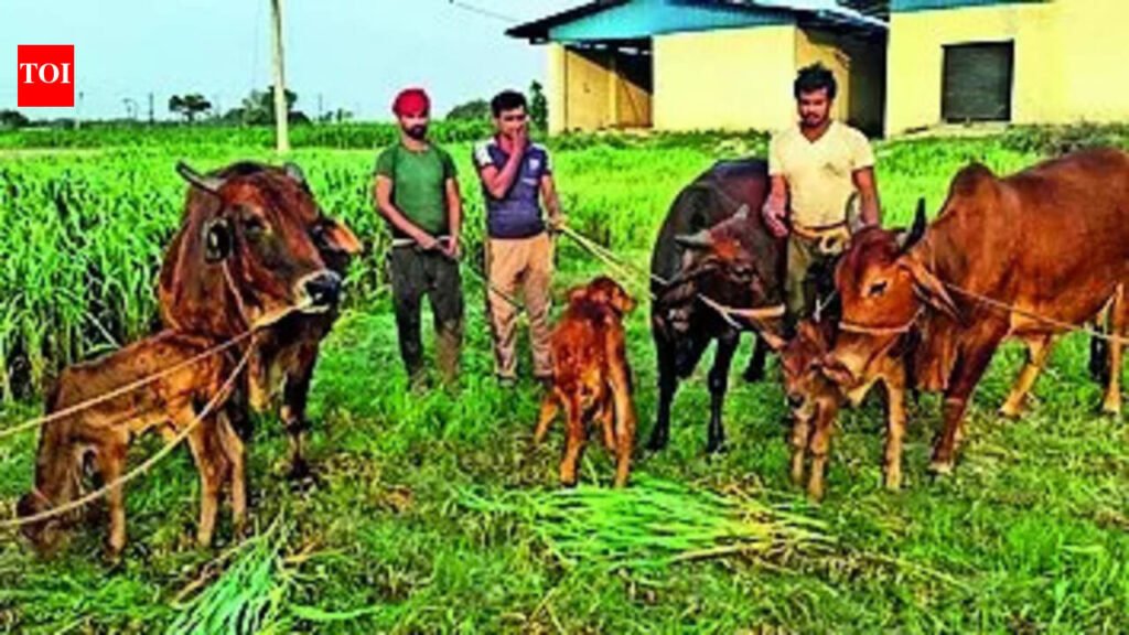 RPCAU scientists produce state’s first Sahiwal calves using IVF technology | Patna News