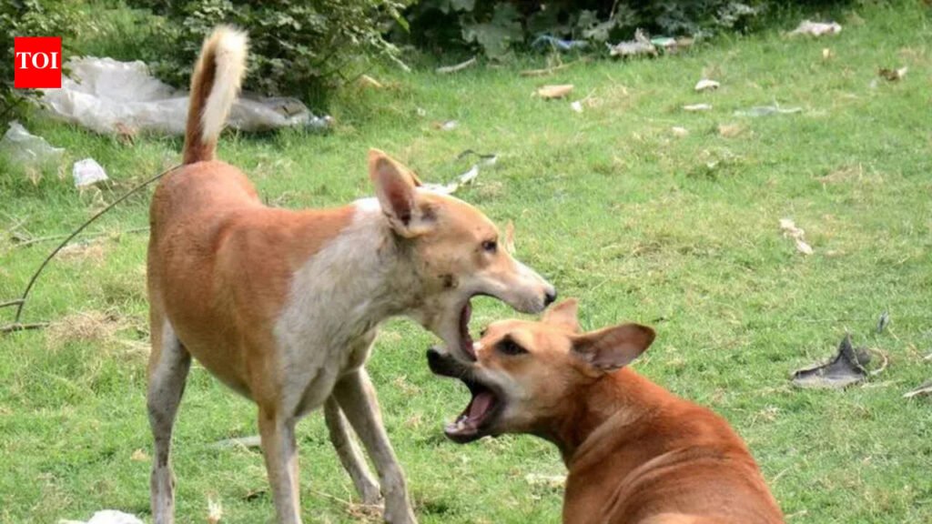 Four-year-old boy’s eye gouged out in stray dog attack in Bhongir | Hyderabad News