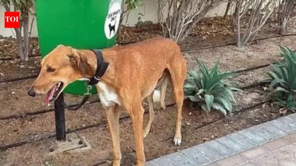 Delhi civic fines set for overhaul; fines for dogs without leash set at Rs 1,000 | India News