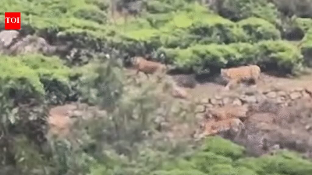 Four tigers found roaming in tea plantation near Ooty | Coimbatore News