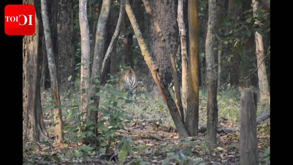 Thrill in the wild as tourists spot tigers at VTR | Patna News