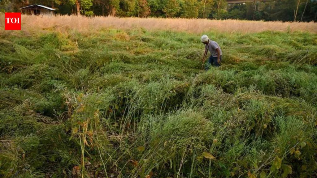 Heavy rain damages horticulture crops in Chamarajanagar district | Mysuru News