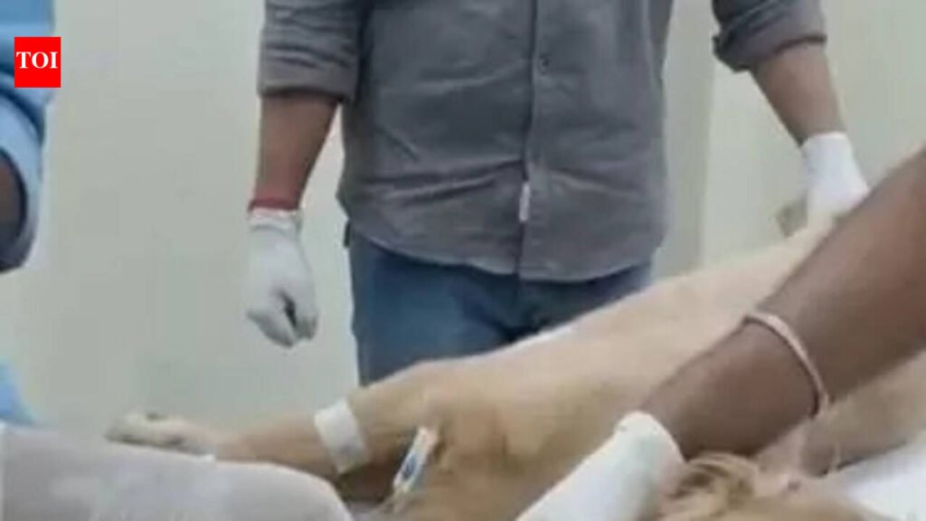 Jamshedpur golden retriever gets second lease of life at Kol clinic | Kolkata News