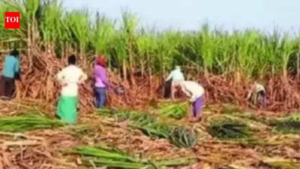 Pact to increase role of women in sugarcane production in UP | Lucknow News
