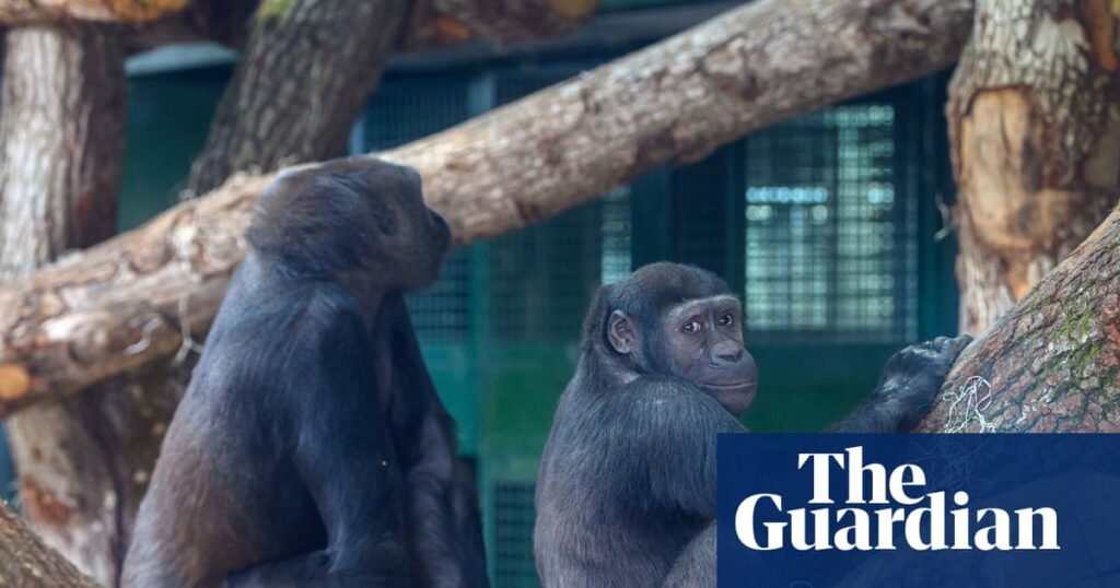 ‘A life among the trees’: Bristol zoo’s gorillas move out of town | Bristol