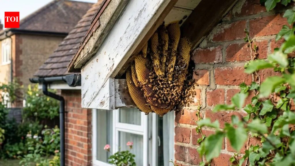 How to identify honey bee nest around home: What it looks like and where bees build it |