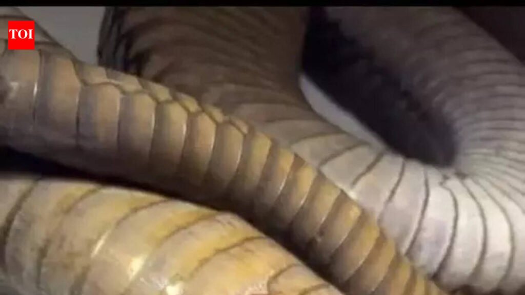 King cobra treated after deep abdominal injury | Mangaluru News