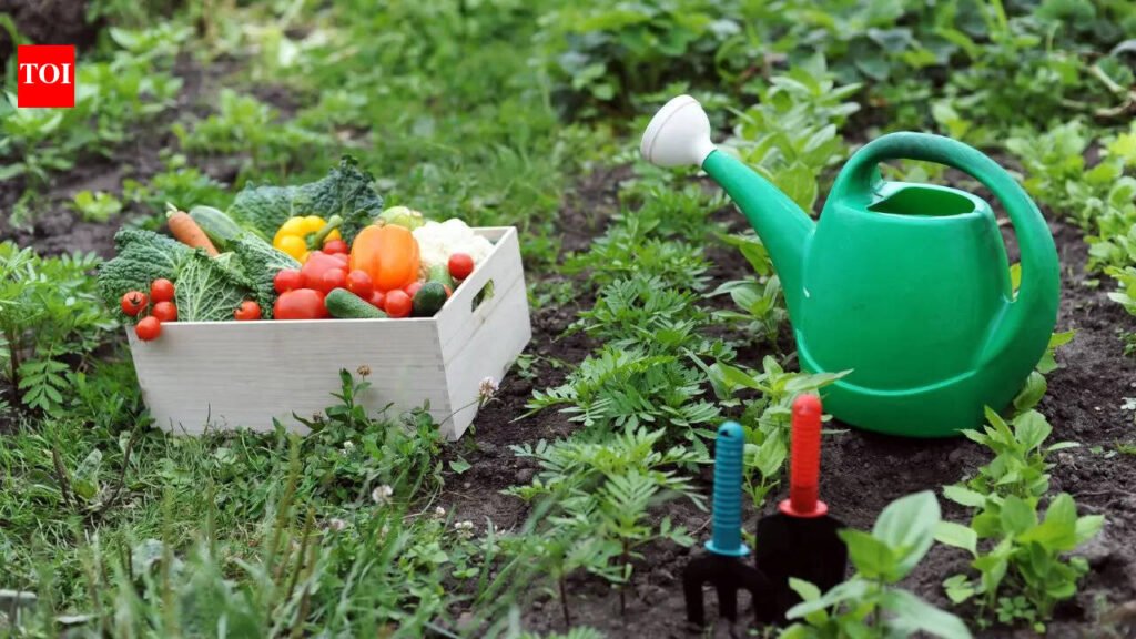 How to start a kitchen garden in limited space