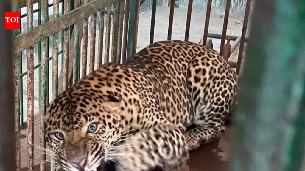 Rescued leopard in quarantine for 15 days in zoo | Lucknow News