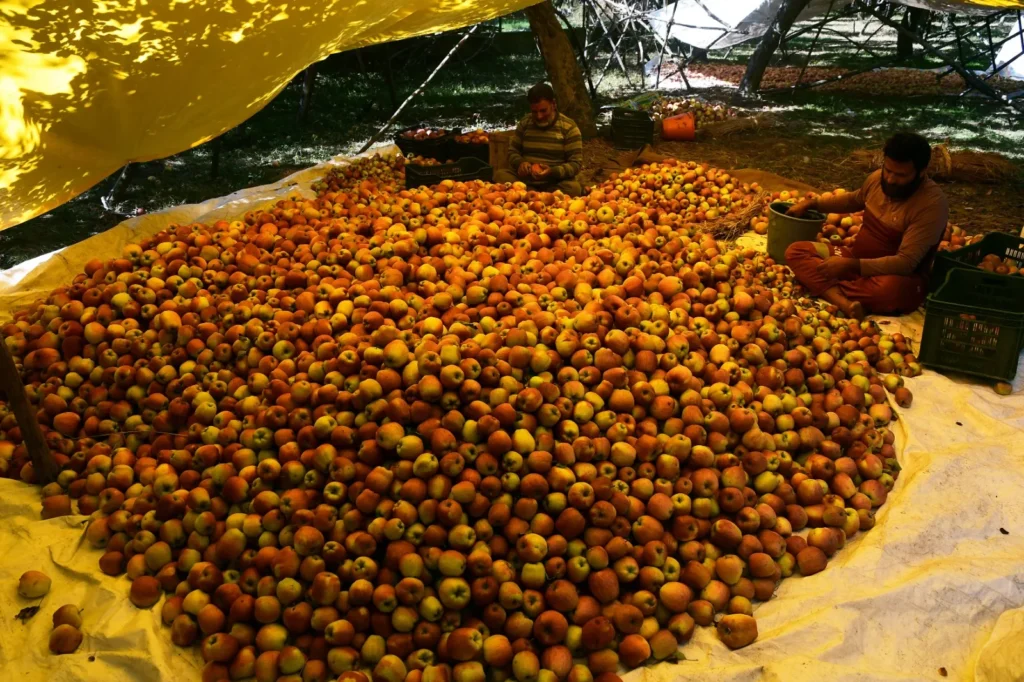 Early budding puts Kashmir’s Rs 10,000 crore apple economy in play – Rising Kashmir