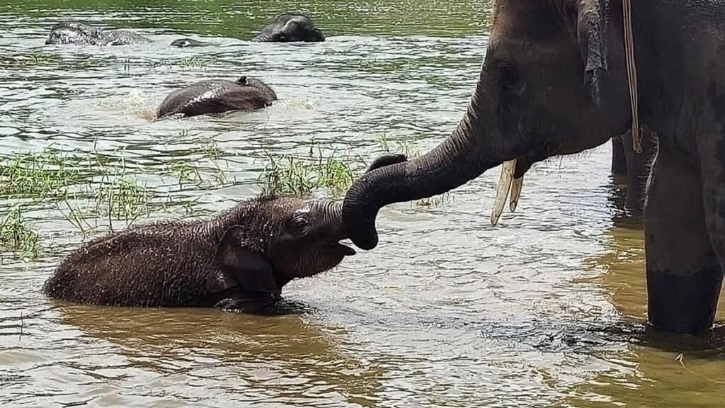 Animals that show intentional communication is not just human