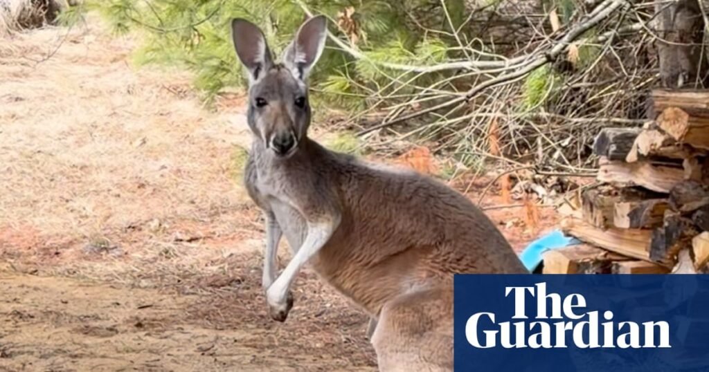 Chesney the kangaroo found after hopping away from farm for three days | Wisconsin