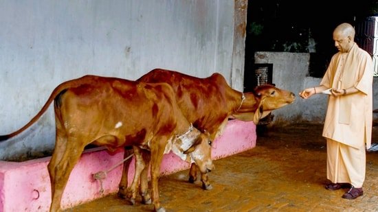 UP govt to honour contributors to cow protection; CM Yogi Adityanath orders fodder banks in all shelters| India News