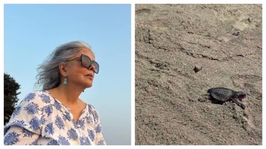 Zeenat Aman moved by turtle hatchings in Goa, urges CM Pramod Sawant to protect environment: ‘I am in tears…’