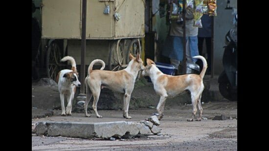 Alandi residents sound alarm after 12 attacked by stray dogs in single day