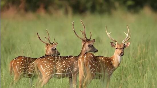 Chhattisgarh: 15 deer killed in stray dog attack at rescue centre; 4 suspended