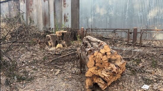 Citizens allege heritage trees near Sadhu Vaswani Bridge cut despite NGT stay