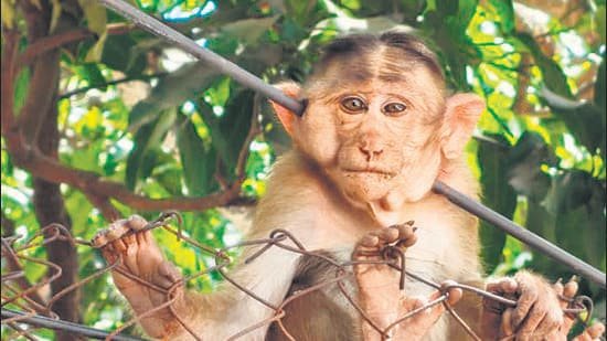 Third monkey with arrow injury rescued near SGNP