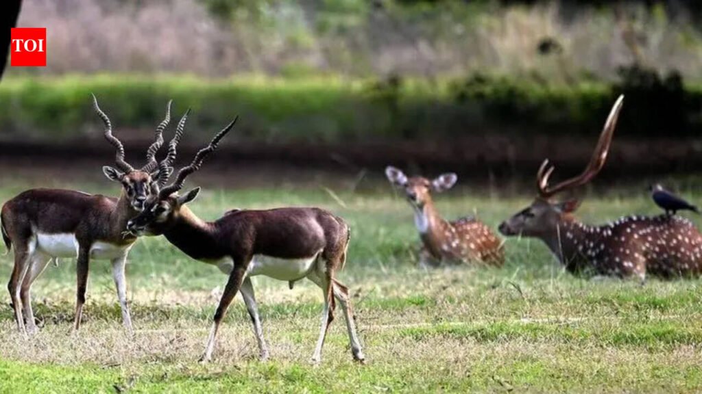 Blackbuck numbers fall in Guindy national park | Chennai News