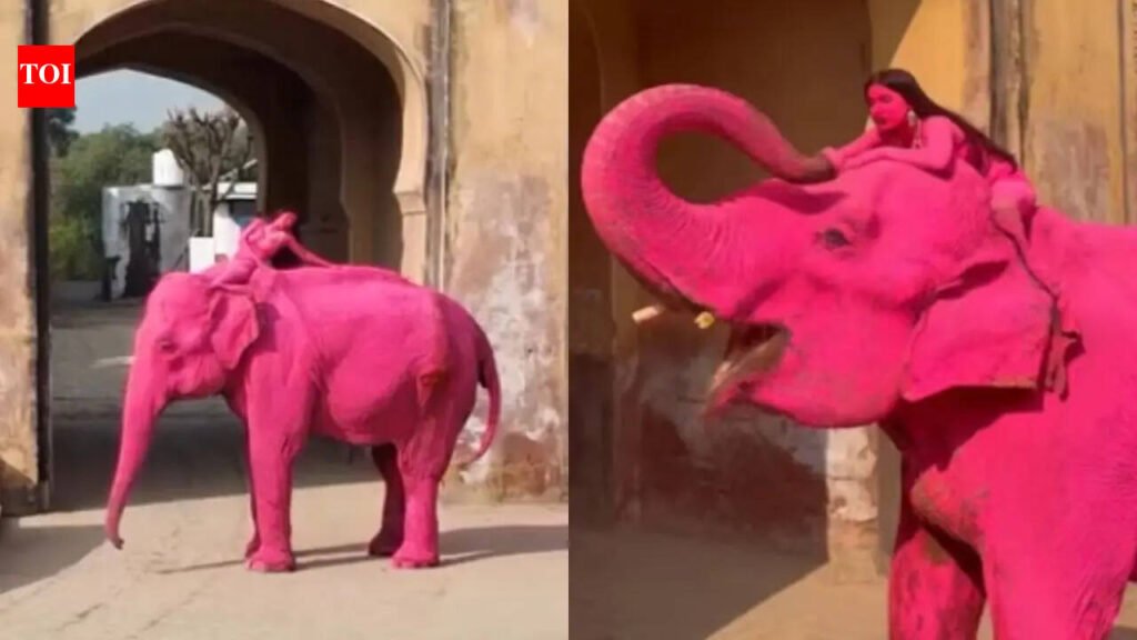 Elephant painted pink for photoshoot in Jaipur died last month: Owner | Jaipur News