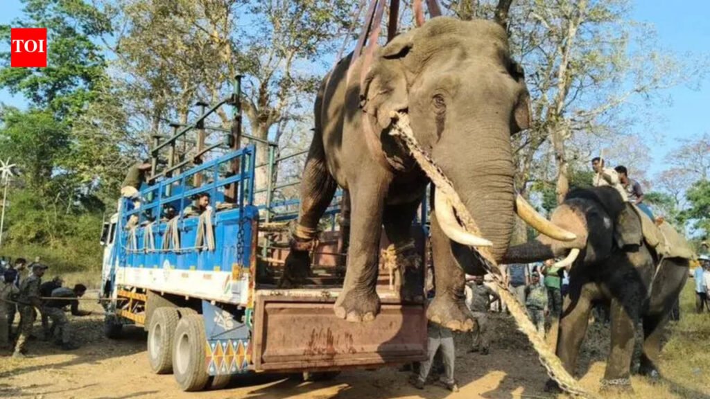 Animal attacks claimed 53 lives in K’taka in 2025-26; most cases in Kodagu | Mysuru News