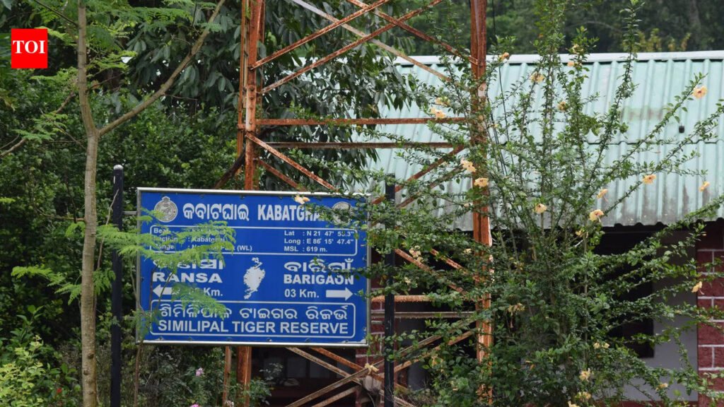 11 get 4 years’ jail for poaching tusker in Similipal | Bhubaneswar News