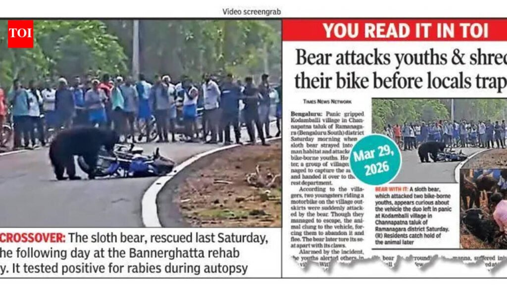 Wildlife rabies case flags possible zoonotic risk in Karnataka | Bengaluru News