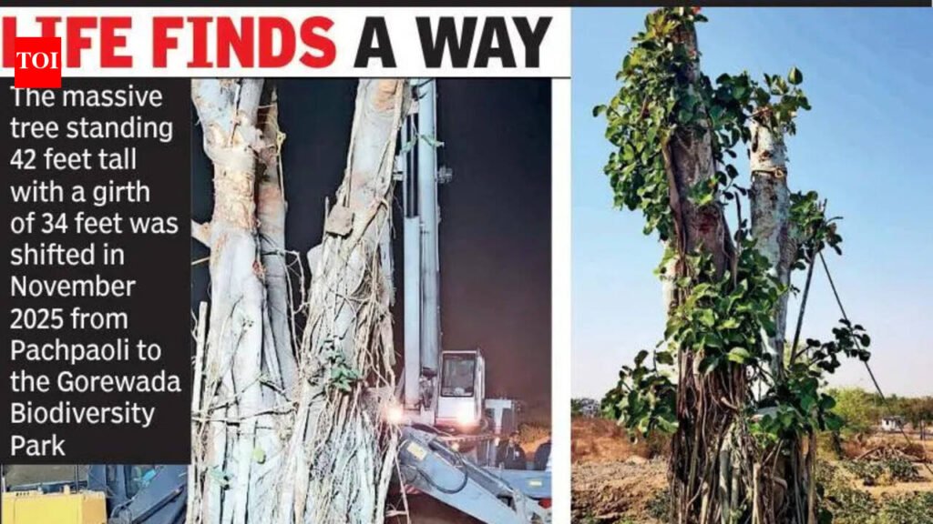 188-year-old tree lives after historic transplant in Nagpur | Nagpur News