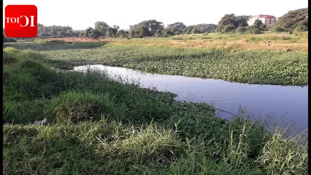 Urgent Cleanup Needed to Save Sal River from Pollution Crisis | Goa News