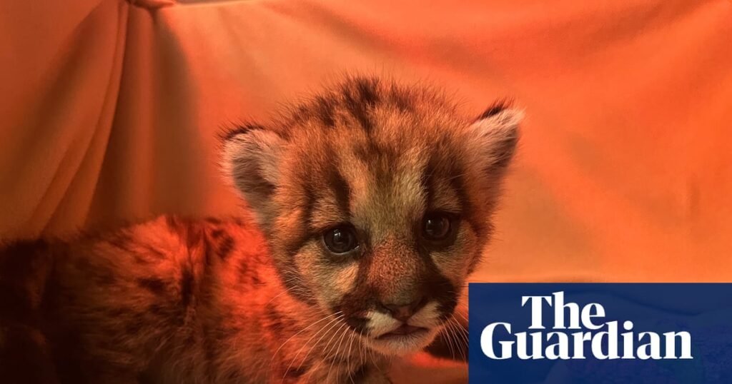 Three-week-old mountain lion cub rescued by California biologists | California