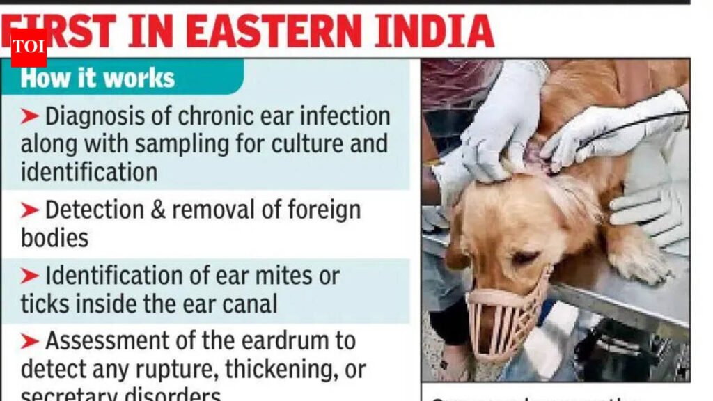 5-year-old golden retriever undergoes ear endoscopy | Kolkata News
