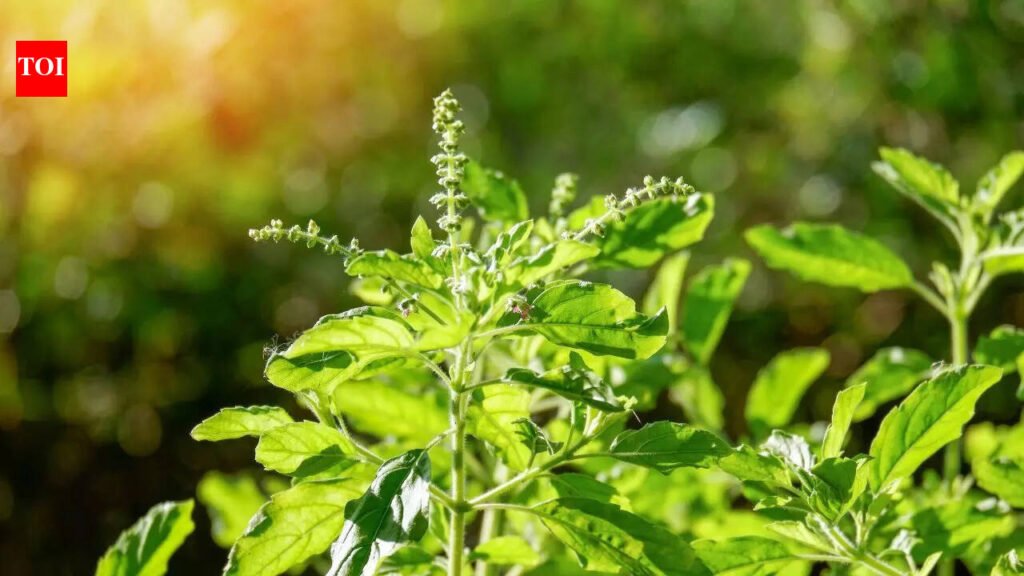 3 Powerful mantras to chant while offering water to holy Tulsi |