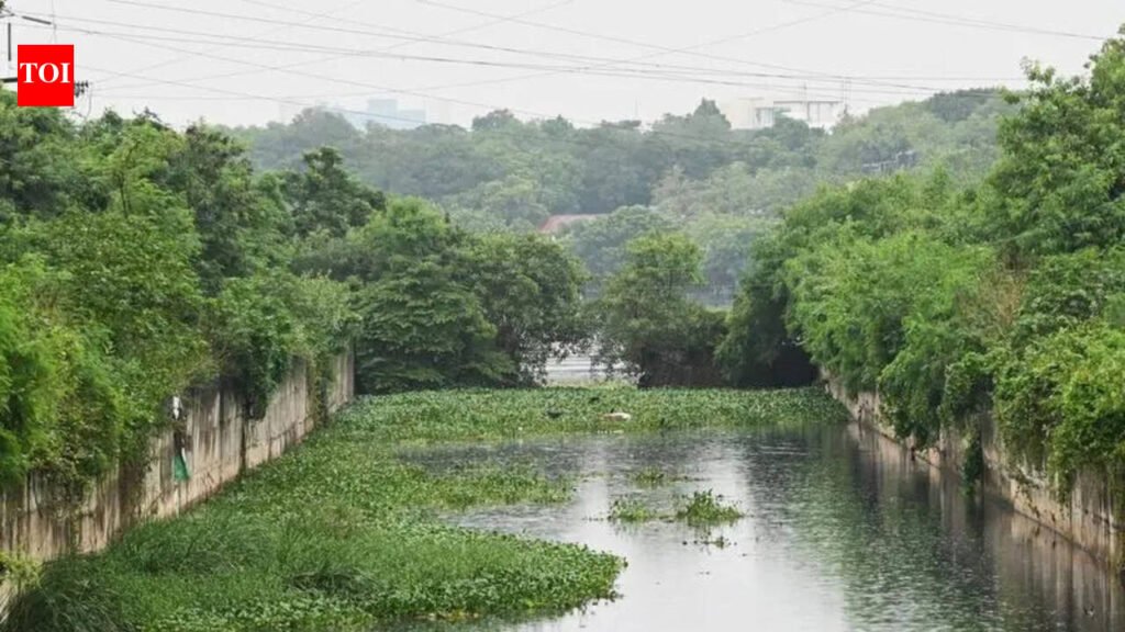 Green makeover for Buckingham canal stretch | Chennai News