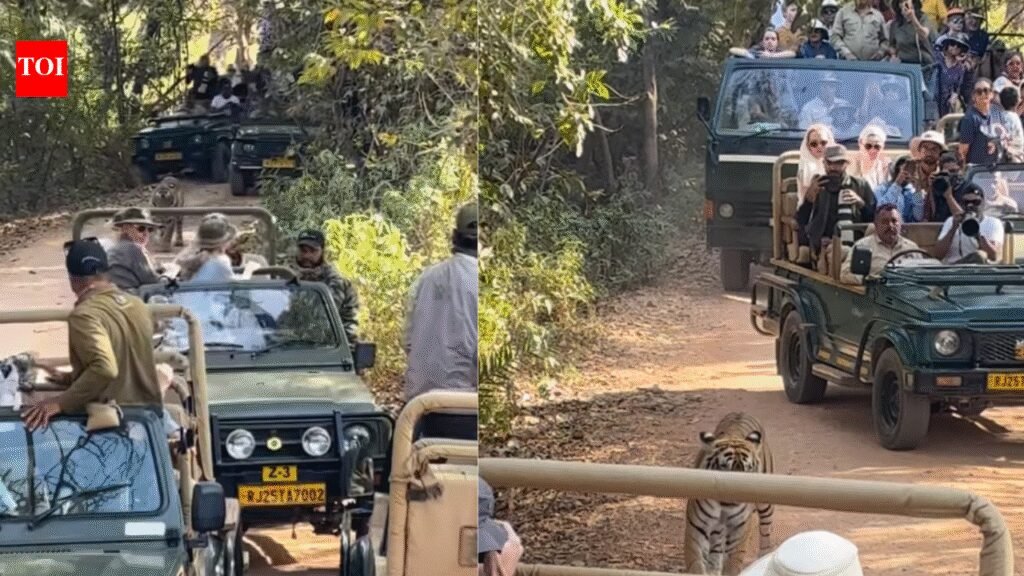 Traffic jam in the jungle: Viral video shows tiger surrounded by vehicles at Ranthambore National Park | Jaipur News