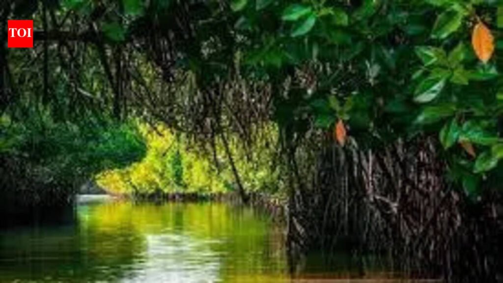 Citizens to gather at Mumbai beach on April 12 to protest mangrove cutting | Mumbai News