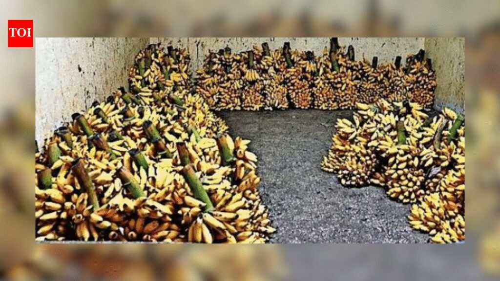 Bengaluru goes bananas as neighbouring crops wither | Bengaluru News