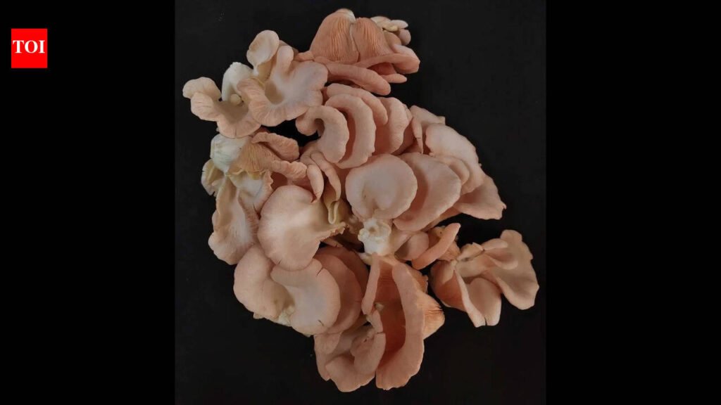 BAU develops new mushroom variety to boost farmers’ income | Patna News