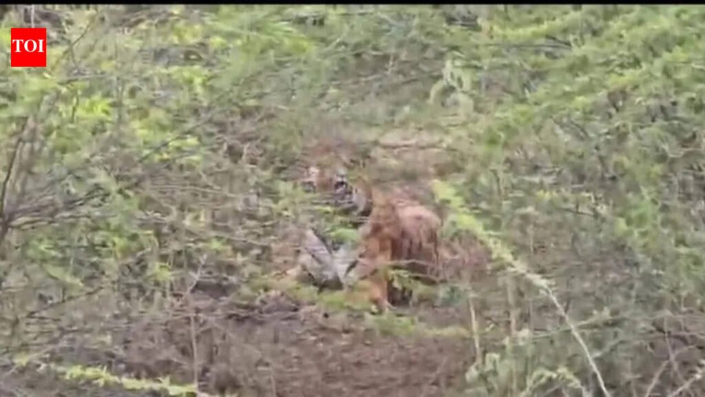 Frequent tiger sightings in Mungoli mining area trigger panic | Nagpur News