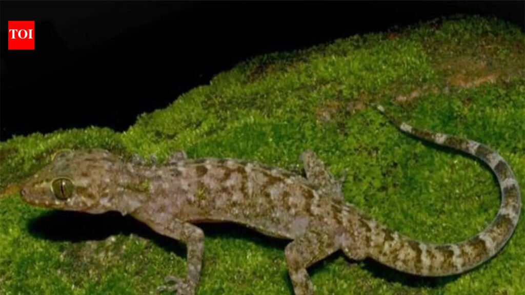 Gecko species discovered near Raimona National Park | Guwahati News