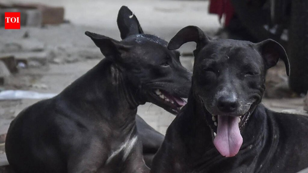 LMC plans 1k-capacity dog shelter to curb bite cases | Lucknow News