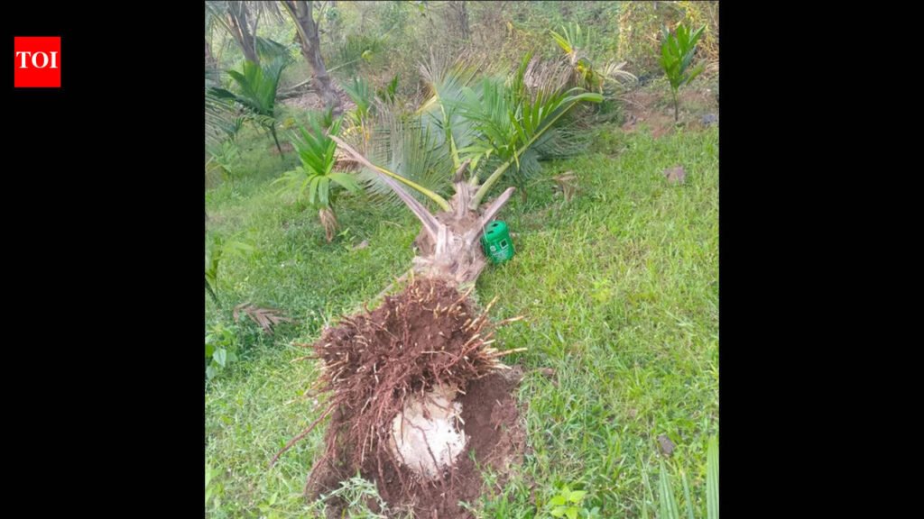 ‘Like an earthmover’: Omkar’s night raid devastates young coconut grove | Goa News