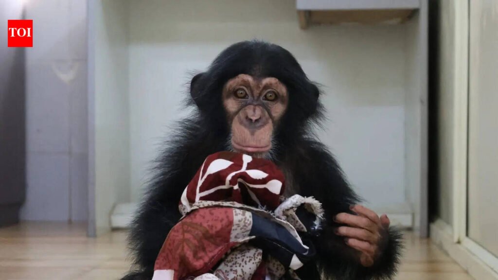 Nandankanan zoo hand-rears abandoned chimpanzee | Bhubaneswar News