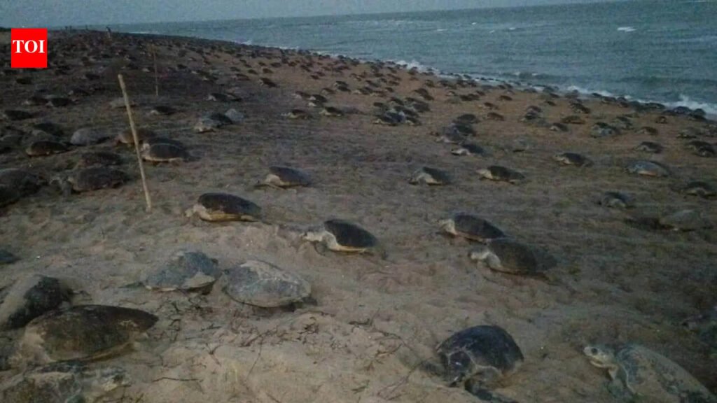 Coastal erosion disrupts Olive Ridley nesting in Gahirmatha rookery | Bhubaneswar News