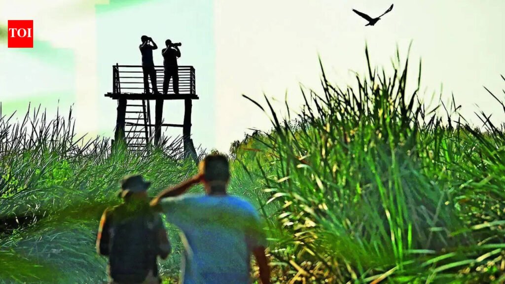 Wetland lies in waiting: Why Ramsar tag eludes Dhanauri | Noida News