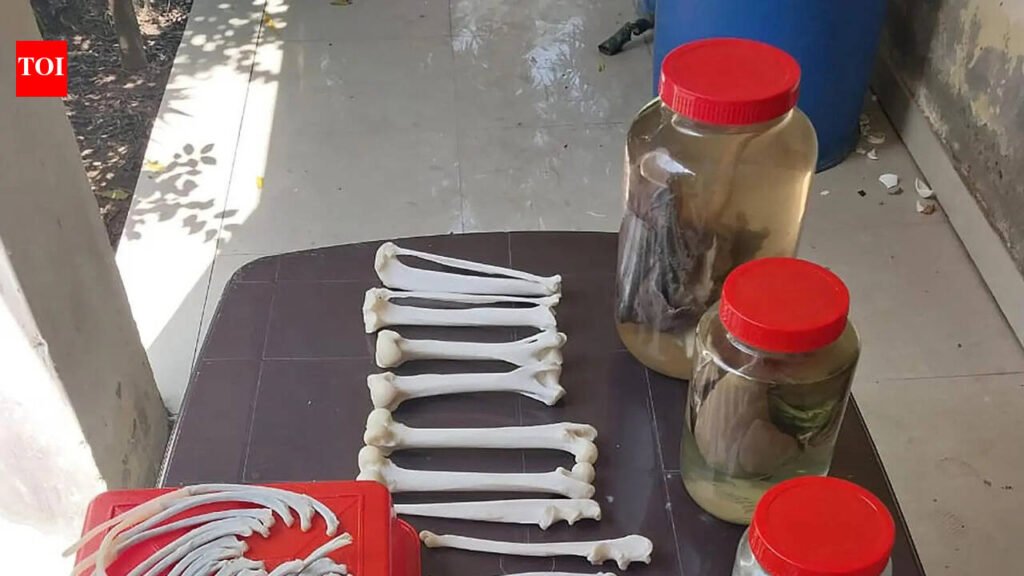 Gurgaon gets a wildlife centre to preserve animal carcasses | Gurgaon News